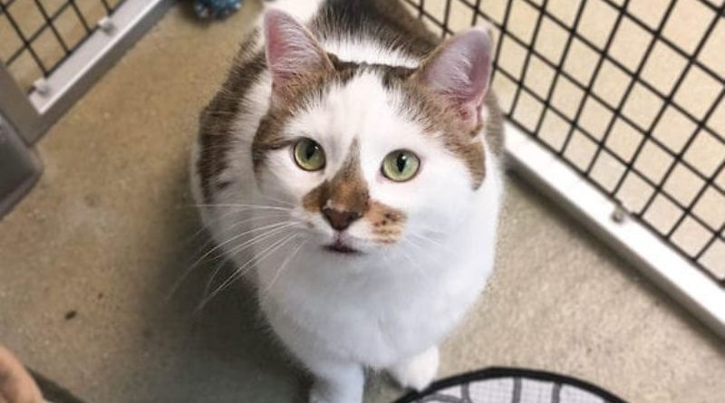 Alexandria Animal Shelter A Safe Haven for Animals in Need