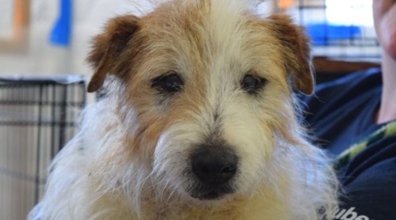 Animal Shelter Alexandria, VA A Place for Compassionate Care