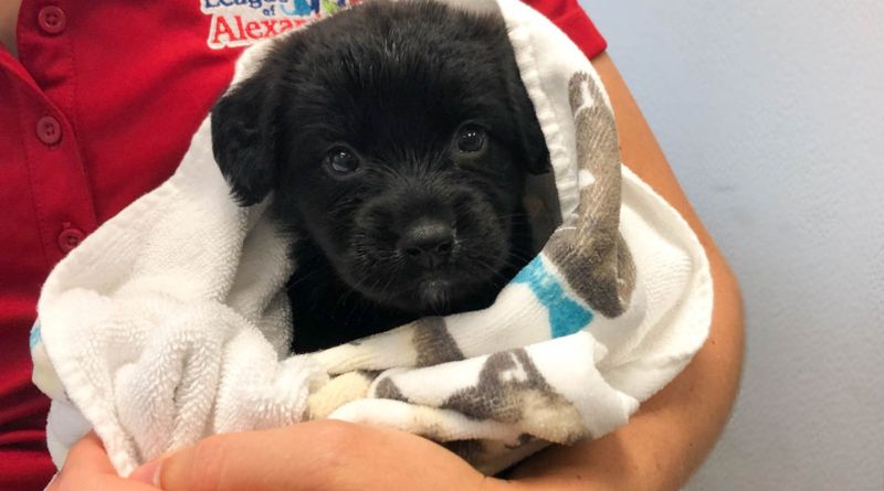Animal Welfare League of Alexandria: A Lifeline for Animals in Need