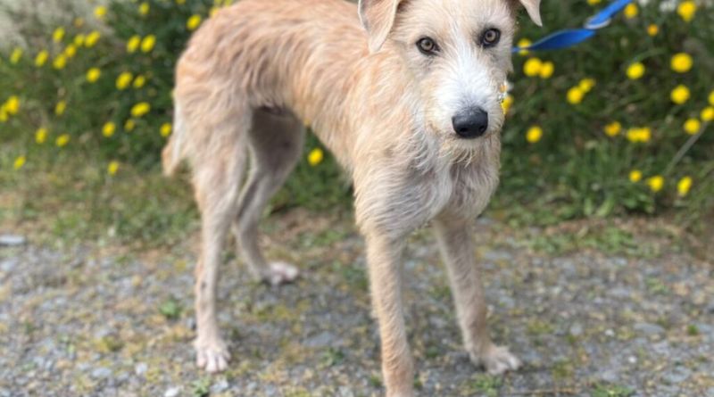 Animal Welfare League of Alexandria Adoption: A Lifeline for Pets in Need
