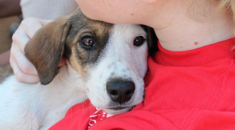 Animal Welfare: Understanding Its Importance and How You Can Contribute